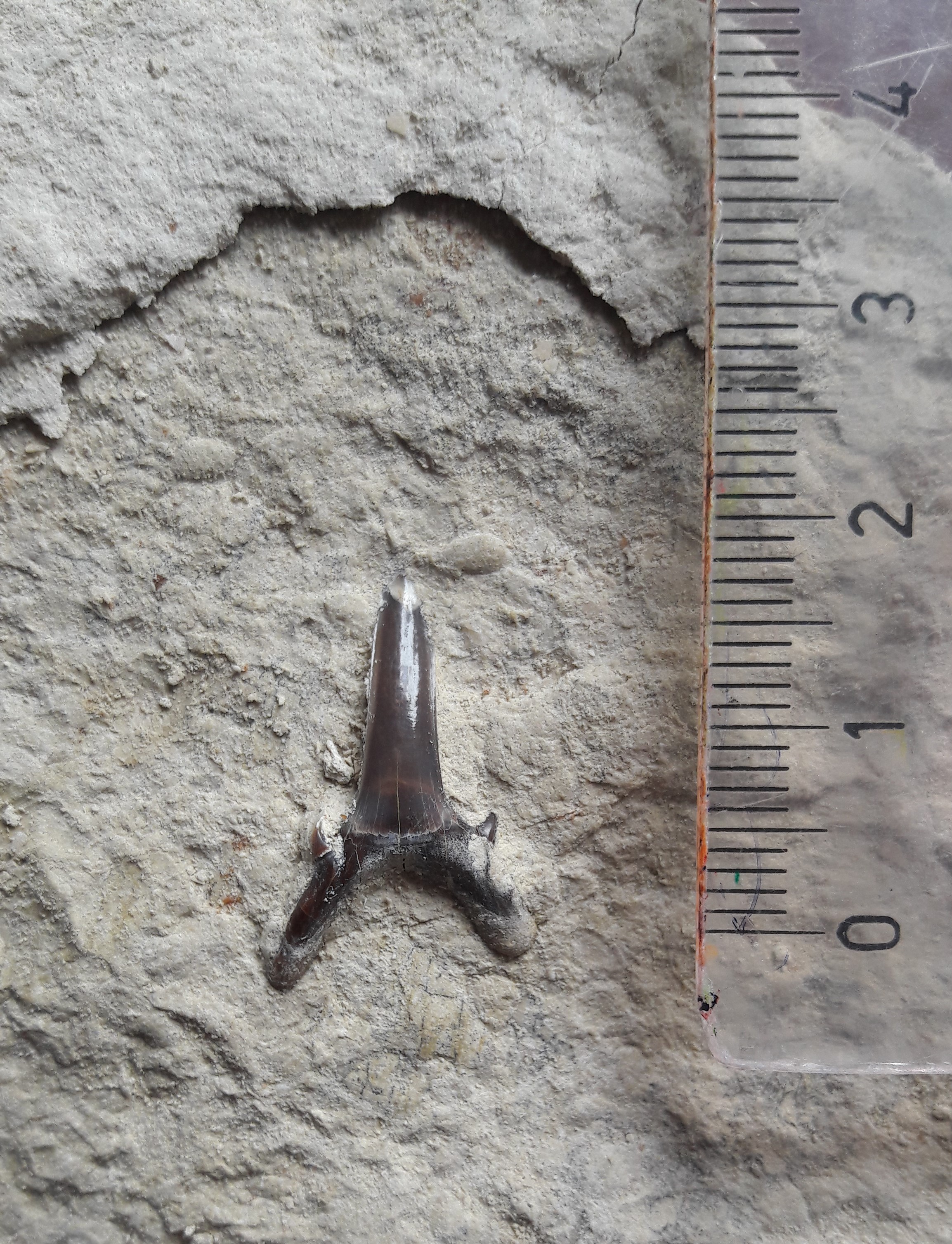 Zob morskega psa, velikost primerka 19 × 13 mm